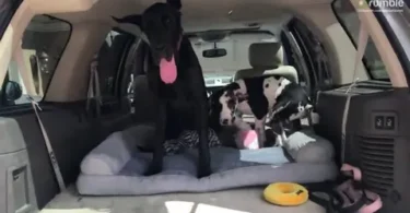 Ellie the Great Dane Teaches Young Mikey the Art of Safe Truck Climbing
