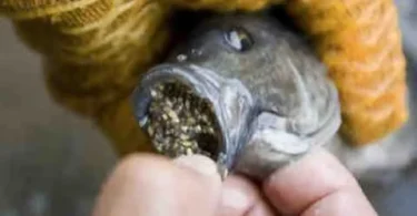 Hidden Dangers of Eating Tilapia: What You Need to Know