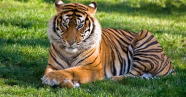 6 Real-Life Predators: True Tales of Animals That Have Attacked Humans