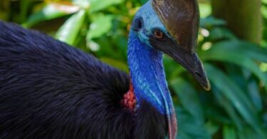 Meet the World's Most Dangerous Birds: Nature's Feathered Predators